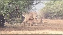 पन्ना टाइगर रिजर्व से दुर्लभ वीडियो हुआ वायरल जिसमें वन्य प्राणी नीलगाय अपने बच्चों को स्तनपान कराती हुई दिखाई दे रही है