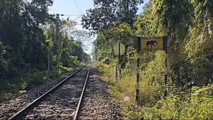 পৃথিৱীৰ দুস্প্ৰাপ্য সাতবিধ বানৰ প্ৰজাতি বিচৰণ স্থলী গিৱন অভায়ৰণ্য লৈ অশনি সংকেট।  গিৱনত সৃষ্টি হোৱা নতুন সংকটক লৈ উদিগ্ন প্ৰকৃতিপ্ৰেমী।।।।