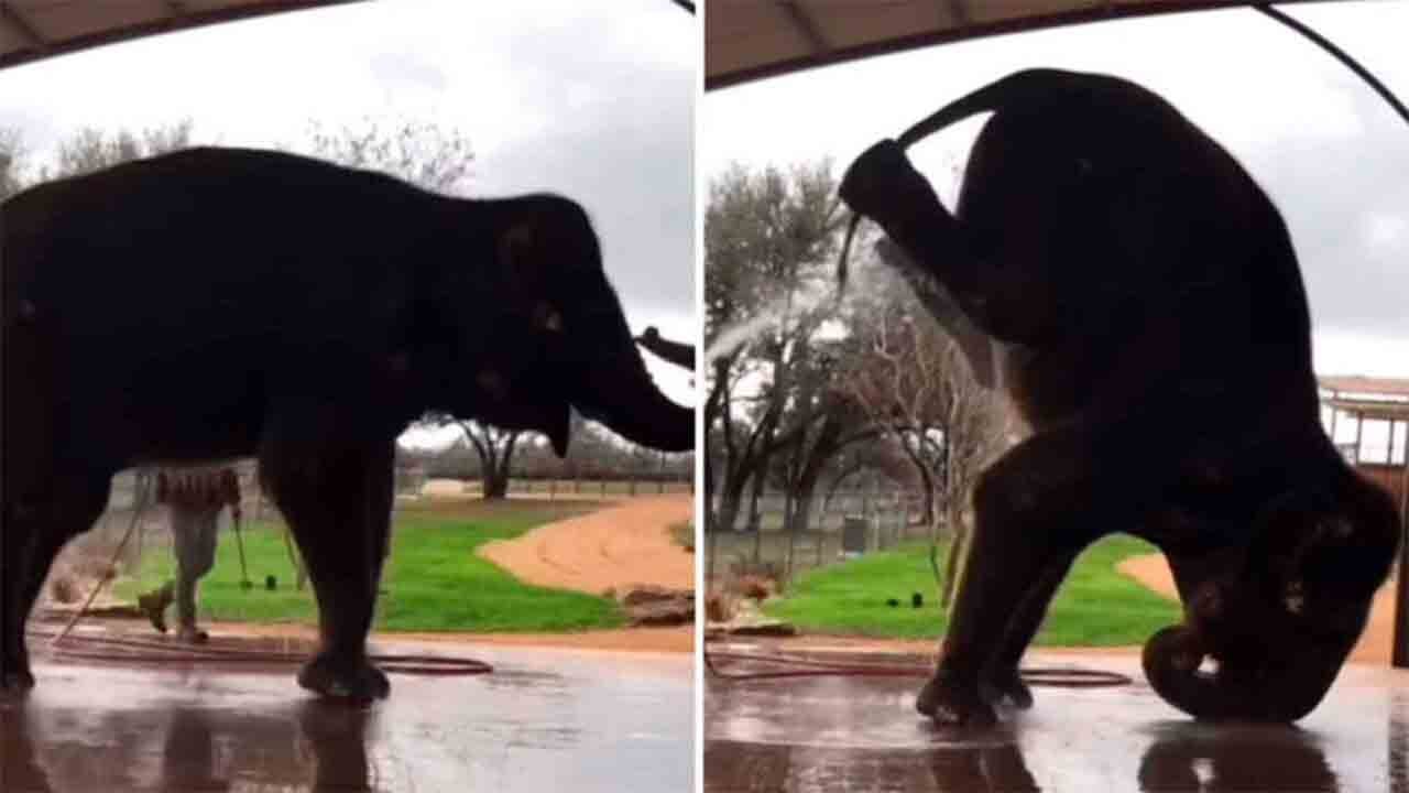 Hilarische video: olifant doet acrobatiek om baden makkelijker te maken