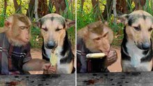 Schattige video: aap en hond delen een ijsje
