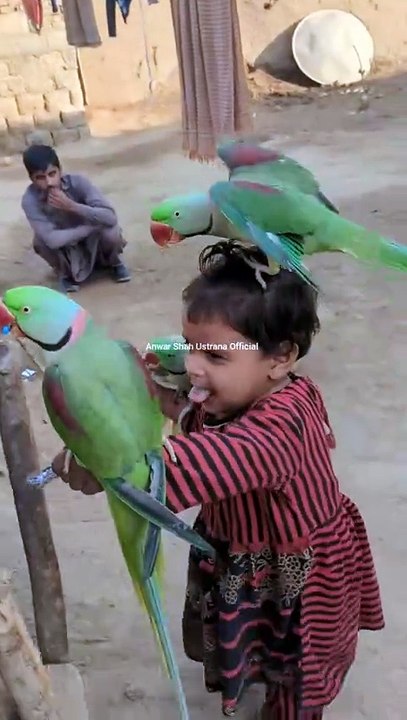 Cute 🥰 parrot