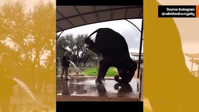 Hulvaton video: elefantti tekee akrobatiaa helpottaakseen kylpemistä