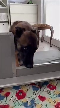 Dog Father Surprised with His Puppies after Seeing Them for the First Time