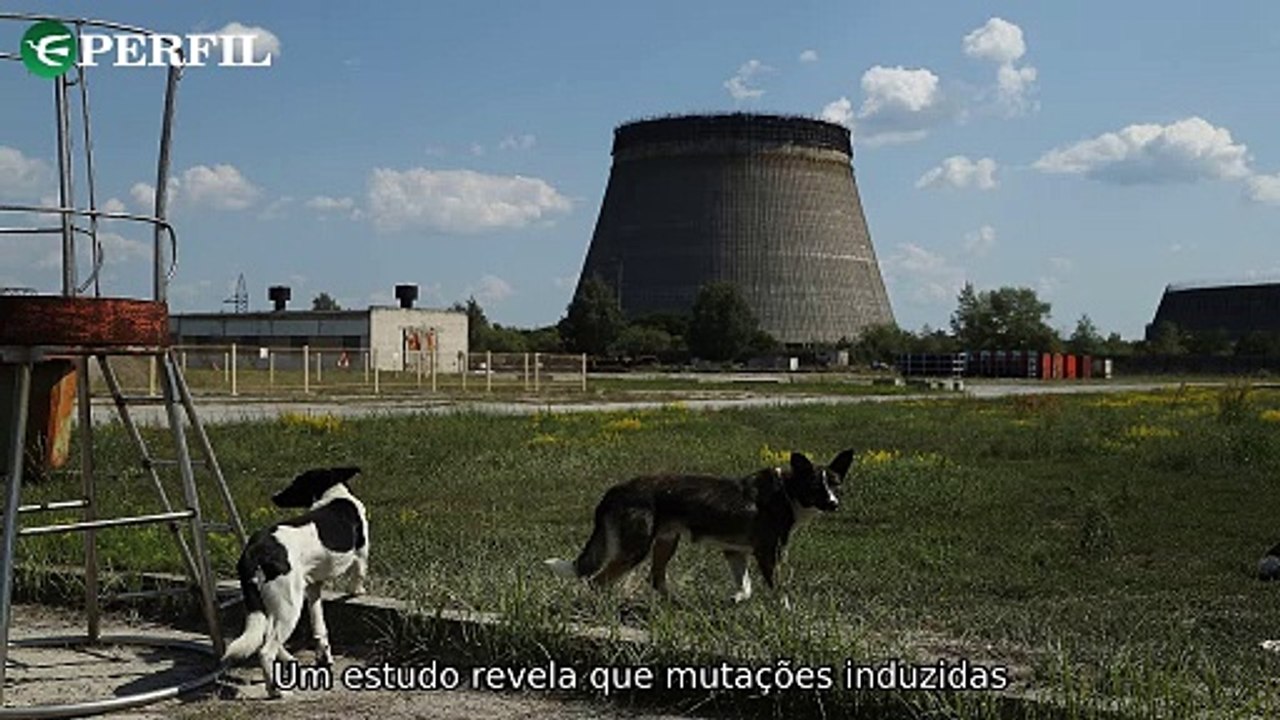 "Polêmicas mundiais: Cães de Chernobyl, neonazista condenado e possível fim do TikTok nos EUA"