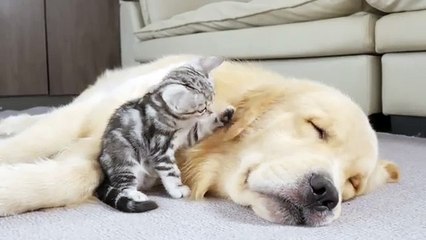 What Does A Kitten Do When It Finds A Sleeping Golden Retriever