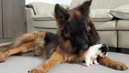 German Shepherd Tries to Comfort Crying Puppy