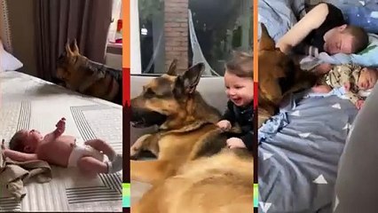 German Shepherd Protecting Baby Like Their Own Baby Dog
