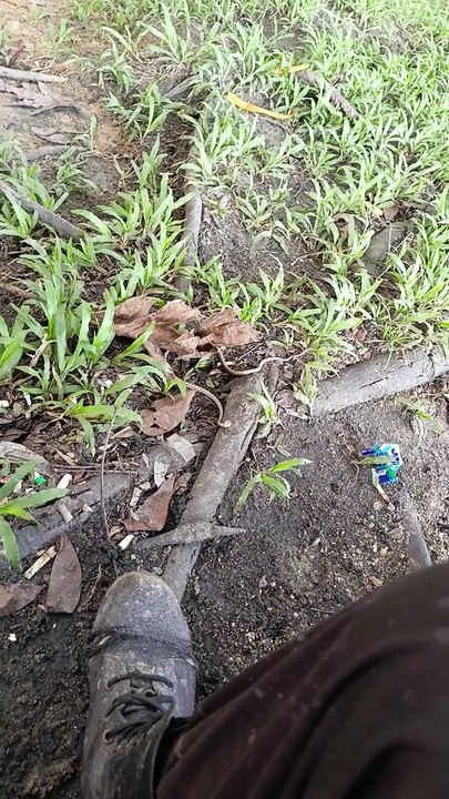 Detik ular muncul