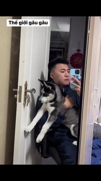 If you want to stop being bored when you are alone, raise a Husky dog ​​and you will laugh forever