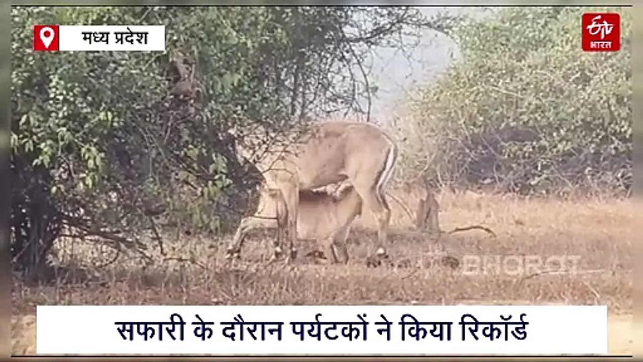 पन्ना टाइगर रिजर्व का रोमांचित करने वाला वीडियो, पर्यटकों ने नीलगाय को स्तनपान कराते किया रिकॉर्ड