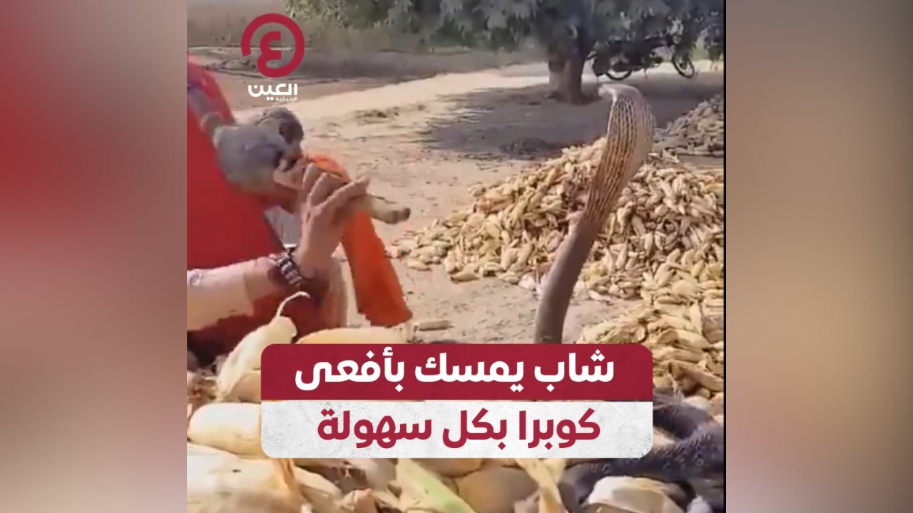 شاب يمسك بأفعى كوبرا بكل سهولة