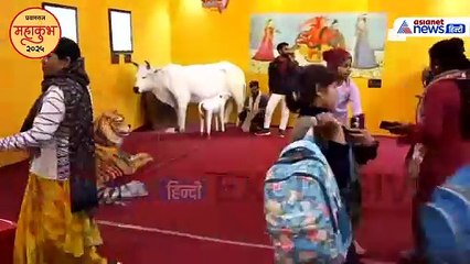 महाकुंभ 2025 में उत्तर प्रदेश संग्रहालय: UP की धरोहर और इतिहास का अनोखा संगम