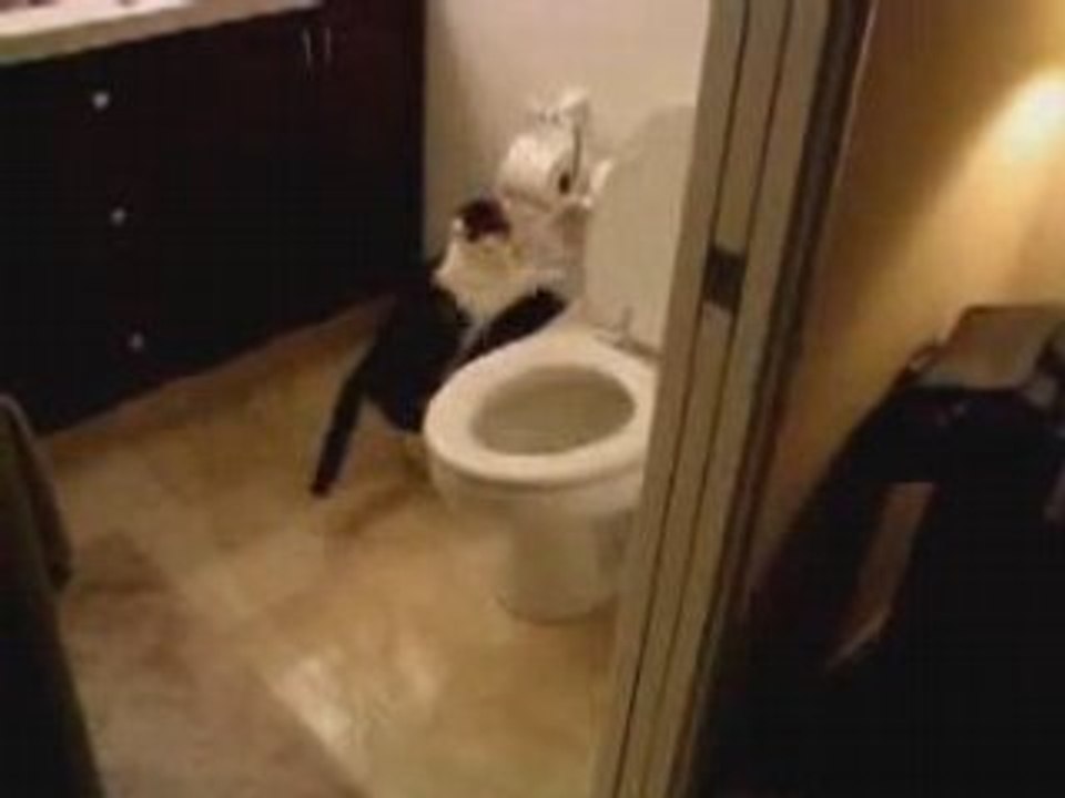 Crazy CAT playing with TOILET ... HIHI
