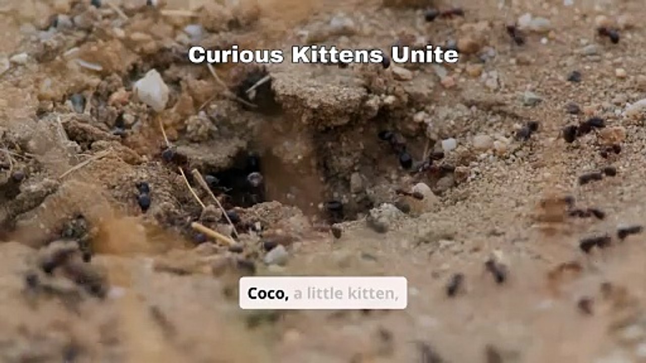 The Curious Kitten: Why Curiosity is Key to a Child's Growth.