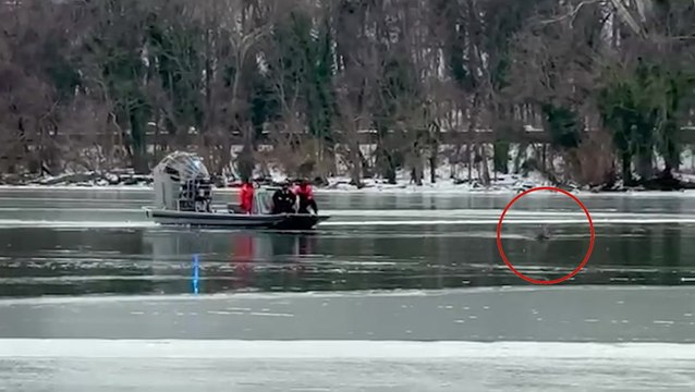 Deer stranded on frozen Potomac River rescued using airboat