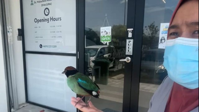Bird nursed back to health by vets faces crow drama at release attempt