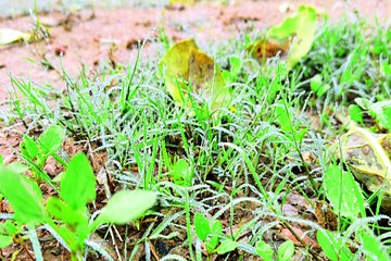 कोहरे का कोहराम: तेज सर्दी से फसलों पर जमी ओस की बूंदें..... देखें वीडियो ...