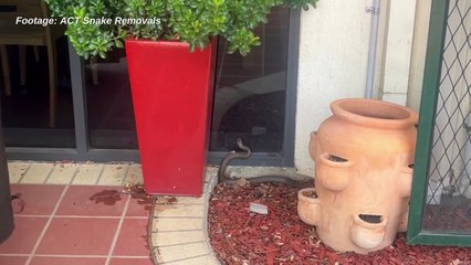 ACT Snake Removals Rescues Snake Entering Canberra Hotel Reception 🐍