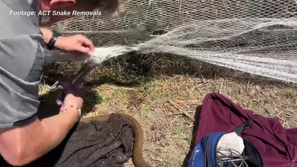 ACT Snake Removals saves brown snake