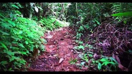 BORNEO OR KALIMANTAN JUNGLE, INDONESIA