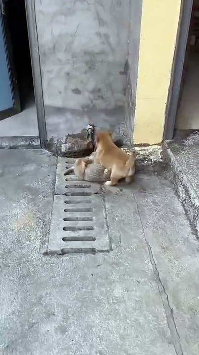 Lustige Pfoten 20250120