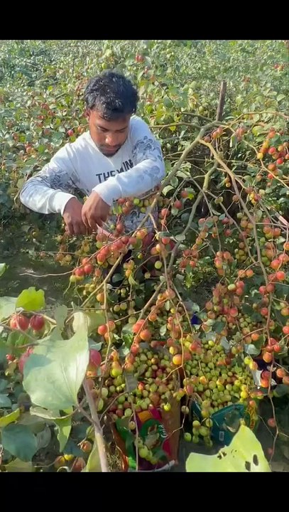 ,,,,,,,,,How much fruit,,,,,,,,