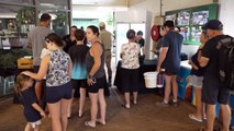 Volunteer ‘toad-busters’ join the hunt for cane toads in bid to protect native wildlife