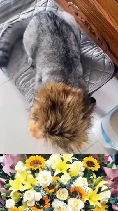 Oh, dieser Löwe ist so seltsam...