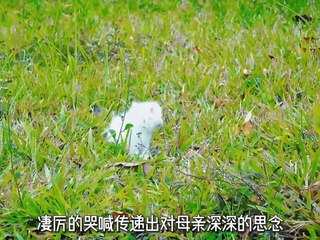 kucing akmal lucu dan menggemaskan