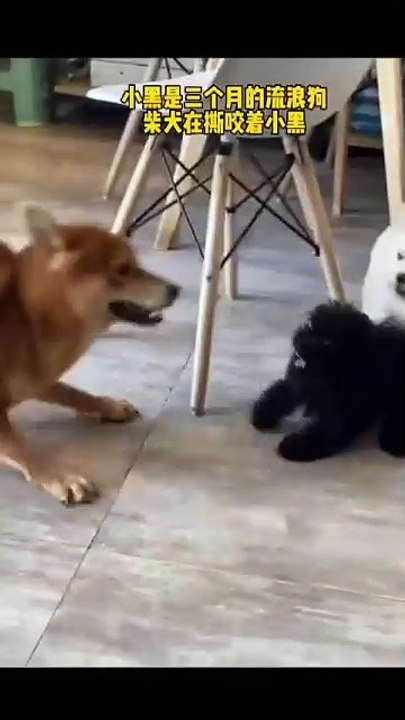 Lustige Pfoten 20250120