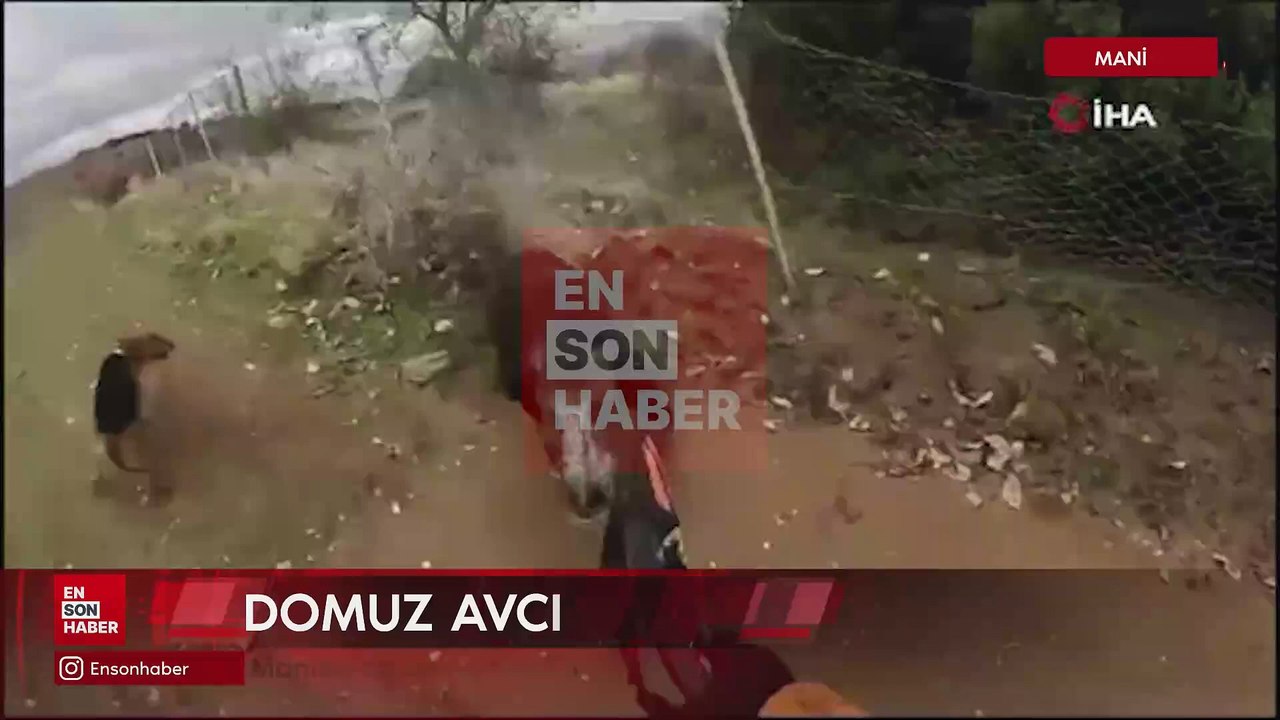 Manisa’da domuzun avcıya saldırdığı anlar
