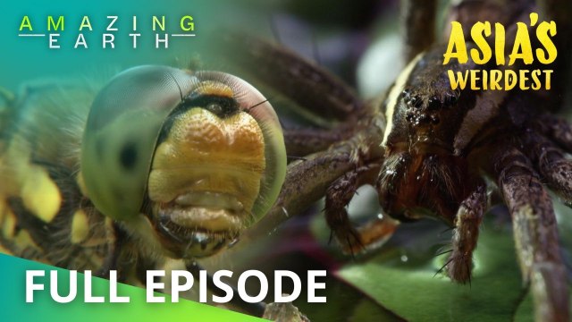 Amazing Earth: The weirdest and most dangerous death squad in Asia!