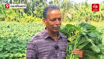 വിതക്കാതെ വിളയുന്ന ചീര കൃഷിയിൽ 100 മേനി വിളവ് കൊയ്തെടുത്ത് പെരുവയൽ ചെറുകുളത്തൂരിലെ കർഷകൻ