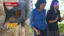 Kara David at Moi Marcampo, nanghuli ng native na baboy! | Pinas Sarap