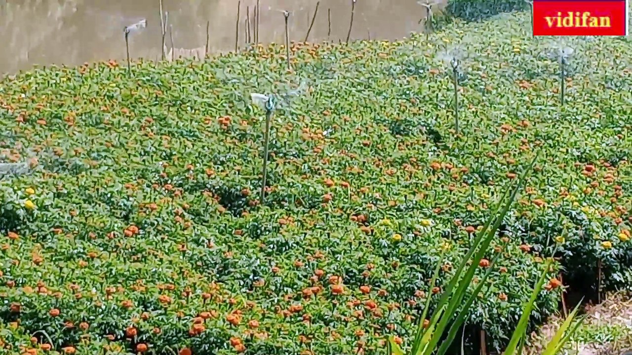 Growing marigolds for Tet