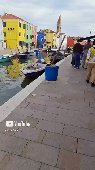 Cat in Burano, Venice