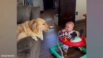 when your dog becomes the nanny  funny pet cute moments