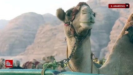 Suudi Arabistan'da deve yarışmasında 40 deveye botoks yapıldığı ortaya çıktı