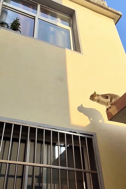 Cute cat 😼#cat #cuteanimels #shortsvideo