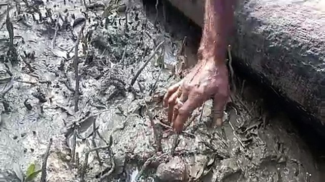 বাড়ির মধ্যে বাঘের বিশ্রাম, আতঙ্কে এলাকার মানুষ