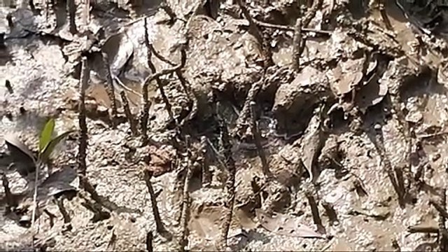 বাড়ির মধ্যে বাঘের বিশ্রাম, আতঙ্কে এলাকার মানুষ