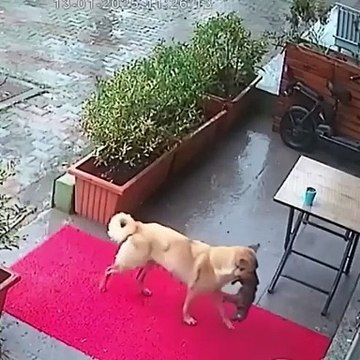 Cette maman chien apporte son petit malade chez le vétérinaire