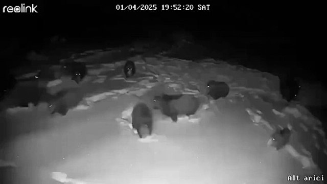 Une meute de loup en chasse après des sangliers