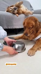 I worked for a whole day in vain, and the one sleeping above got a bargain  #goldenretriever  #cutepetbecomesaspirant #I'mnotahumanbutyouarea realdog  #cutepetdebutplan #toofunny