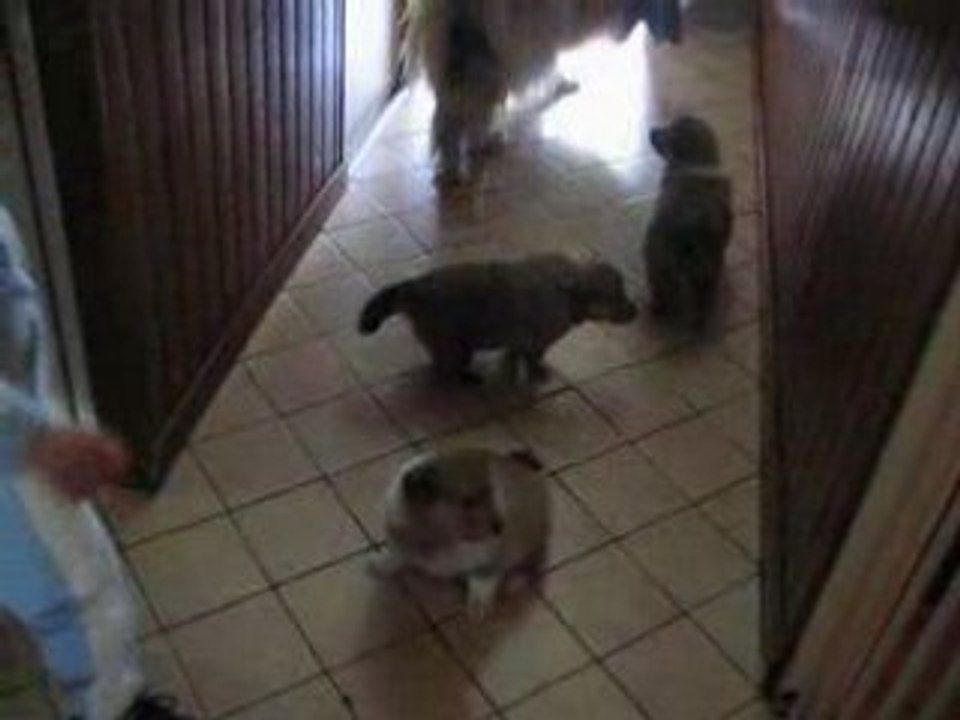 bebes de vannndy