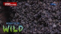 Mga paniki, siksikan sa isang kuweba?! | Born to be Wild