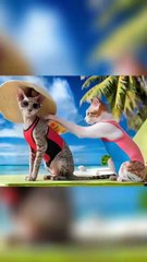 Cats Doing Human Things - Cutest Beach Day Ever!