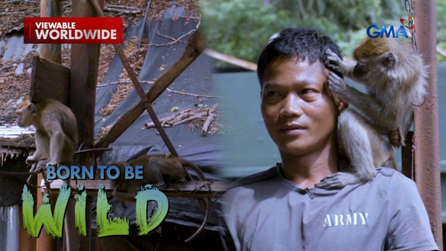 Unggoy sa Sulu, putol ang buntot?! | Born to be Wild
