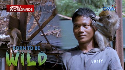 Unggoy sa Sulu, putol ang buntot?! | Born to be Wild