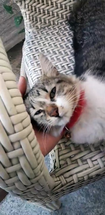 Cats can smell a cat-person - Had a warm company while drinking morning coffee